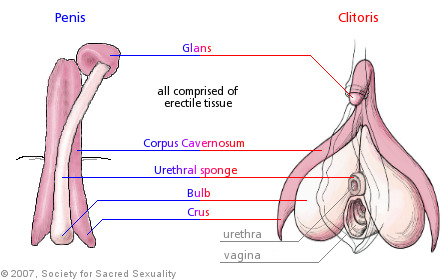 clitoris enlarged Wemen with
